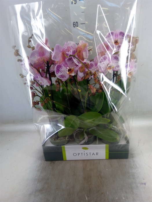 <h4>Phalaenopsis   ...</h4>