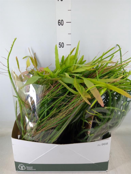 <h4>Rhipsalis   ...mix</h4>