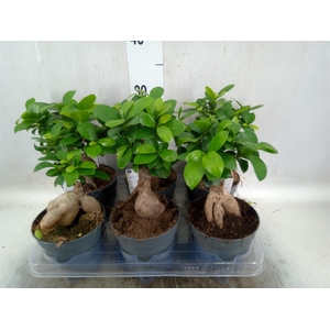 Ficus microcarpa 'Ginseng'