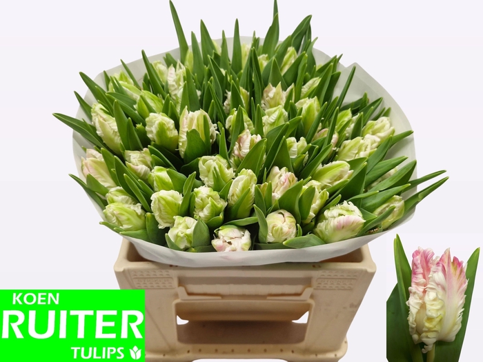 <h4>TU PA CABANNA</h4>