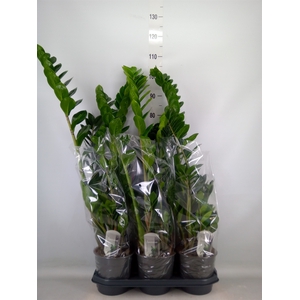 Zamioculcas zamiifolia