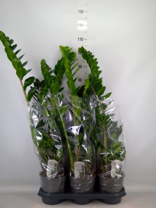 <h4>Zamioculcas zamiifolia</h4>