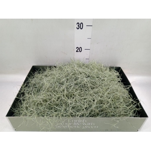 Tillandsia usneoides