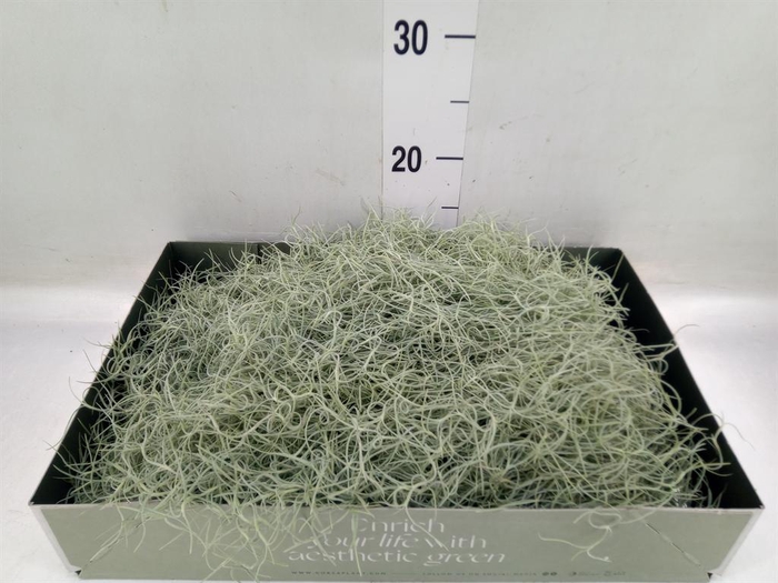 <h4>Tillandsia usneoides</h4>