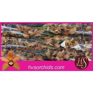 Cymb T Charly Brown 70 Cm