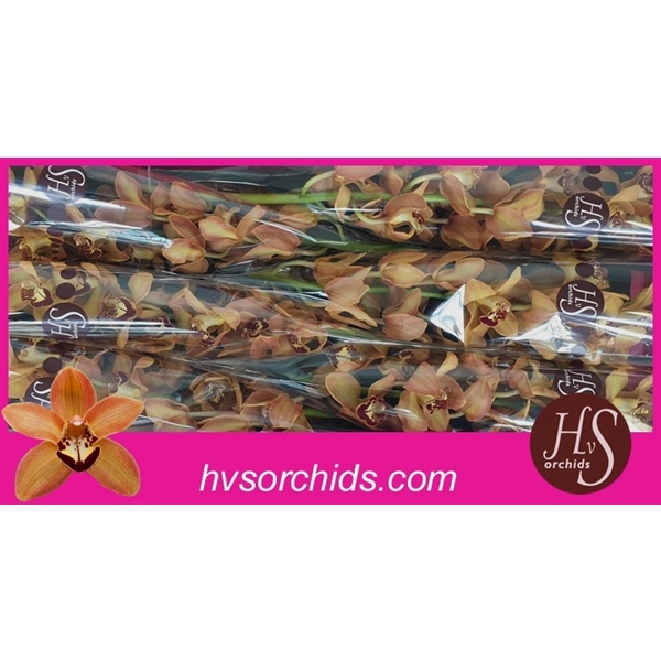 <h4>Cymb T Charly Brown 70 Cm</h4>