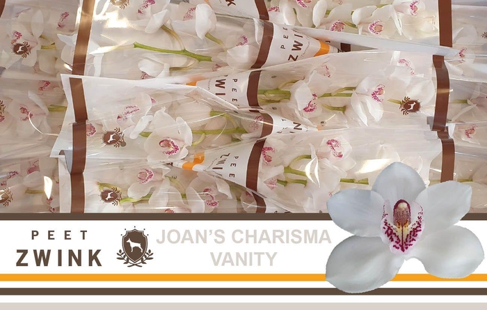 <h4>CYMB T VANITY</h4>