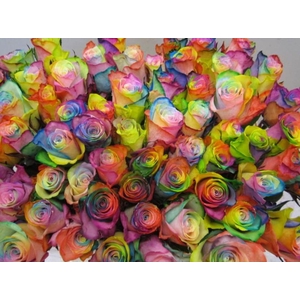 R Gr Athena Rainbow