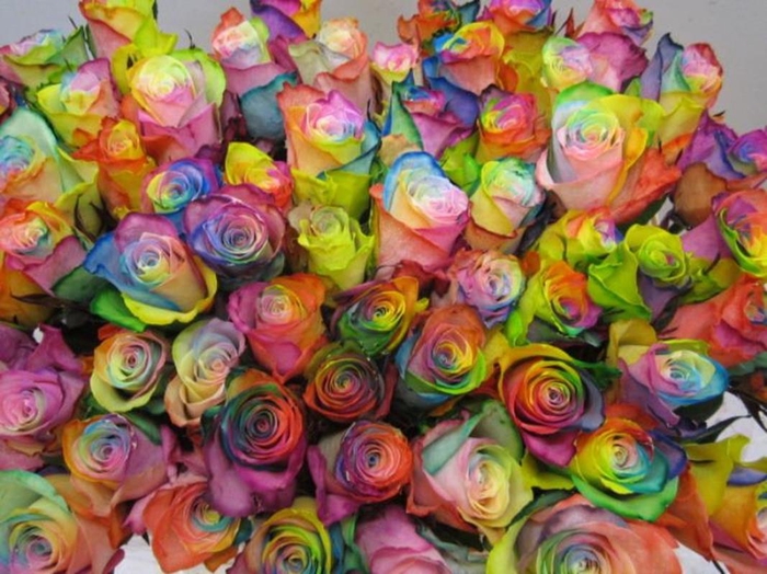 <h4>R Gr Athena Rainbow</h4>