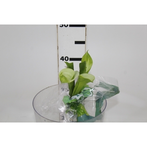 CALLA 040 CM VERDE