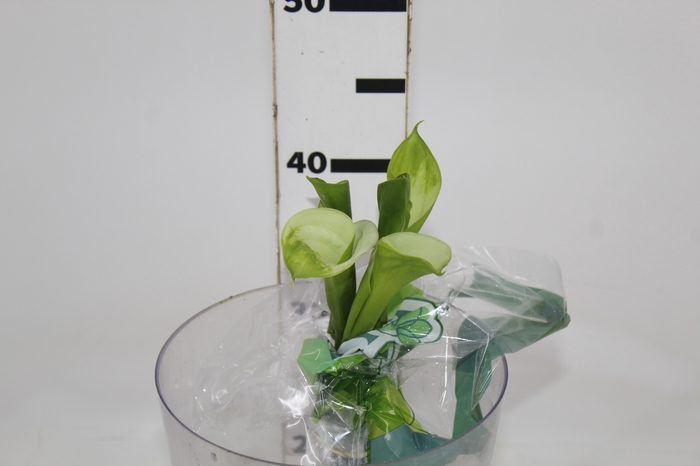 <h4>CALLA 040 CM VERDE</h4>