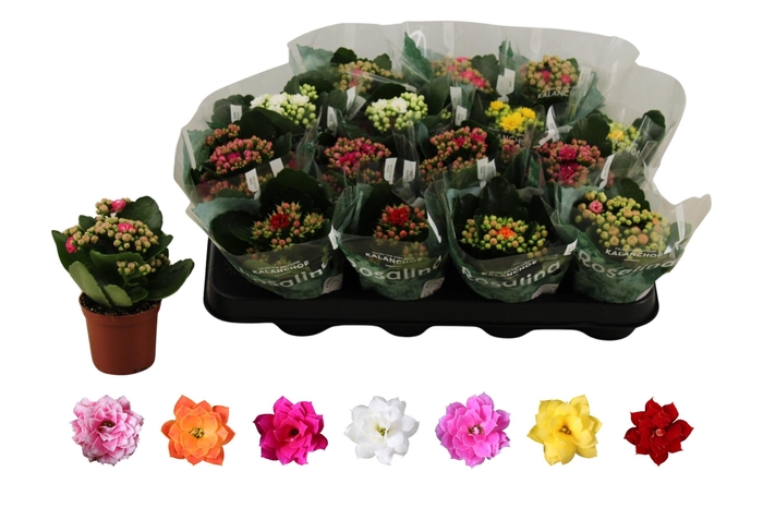 <h4>Kal Ge Ro Gem 6 Kl</h4>