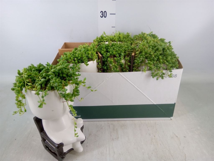 <h4>Arr.   Kamerplant Groen L%</h4>