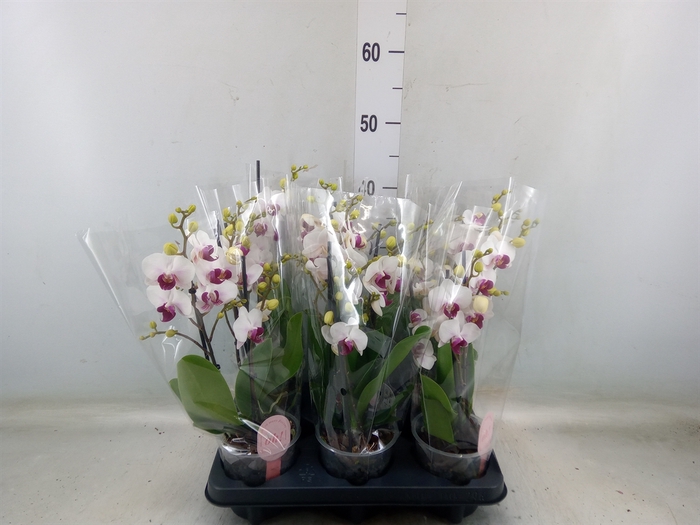 <h4>Phalaenopsis multi. 'FC Safe Haven'</h4>