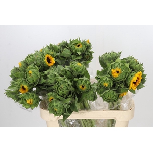 Helianthus Orange Fire