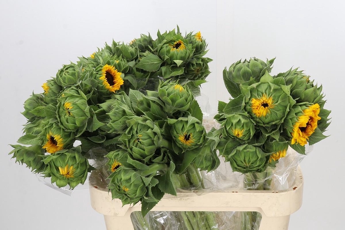 <h4>Helianthus Orange Fire</h4>