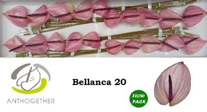 <h4>Anthurium andr. 'Bellanca'</h4>