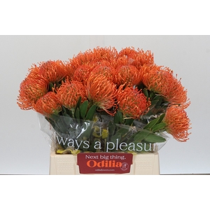 Nutans Ayoba Mandarin Zest