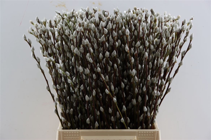 <h4>Salix Wilgenkatjes 50cm P Stem</h4>