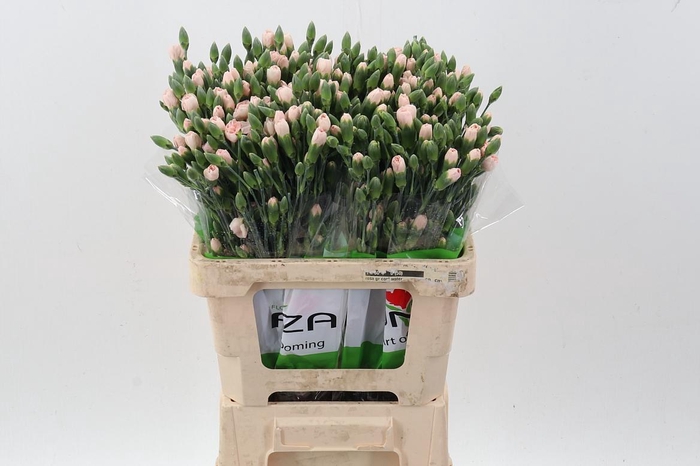 <h4>Di Tr Balsamic</h4>