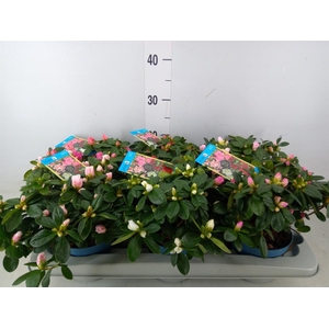 Rhododendron sim. 'Hellmut V' .mix6