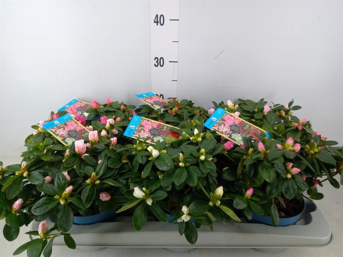 <h4>Rhododendron sim. 'Hellmut V' .mix6</h4>