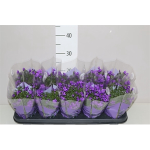 Campanula Port Ocean Blue In Hoes