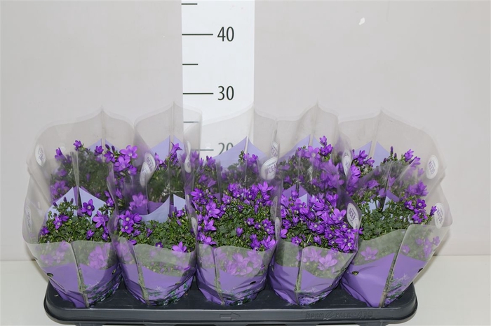 <h4>Campanula Port Ocean Blue In Hoes</h4>