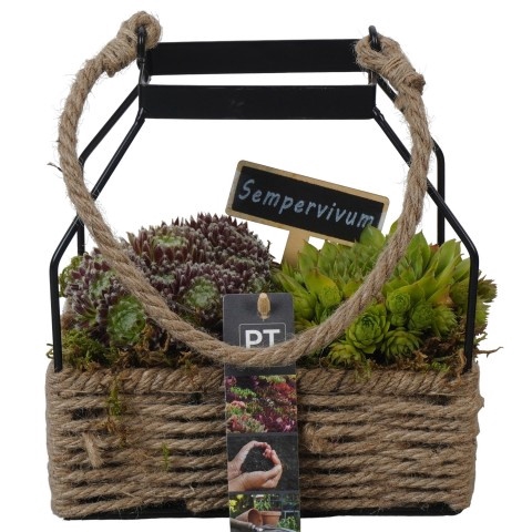 <h4>Opm Pt PTS2705 Sempervivum Metaal Mand + Touw</h4>