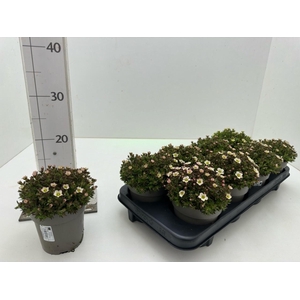 SAXIF AR TOURAN LIME