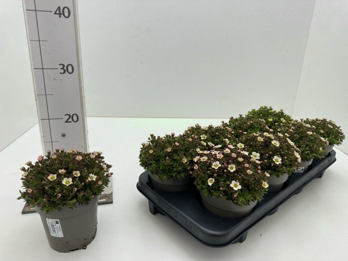 <h4>SAXIF AR TOURAN LIME</h4>