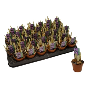 CROCUS PICKWICK MINI P5