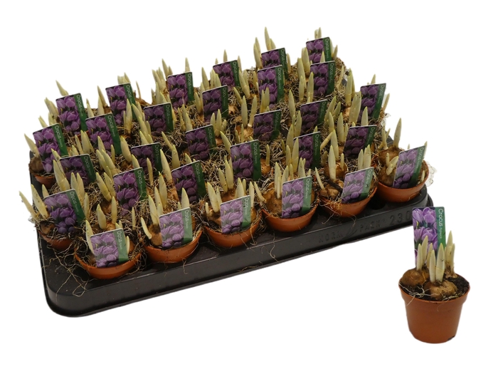 <h4>CROCUS PICKWICK MINI P5</h4>