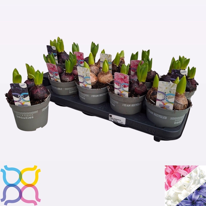 <h4>HYACIN GEM 3 KL</h4>