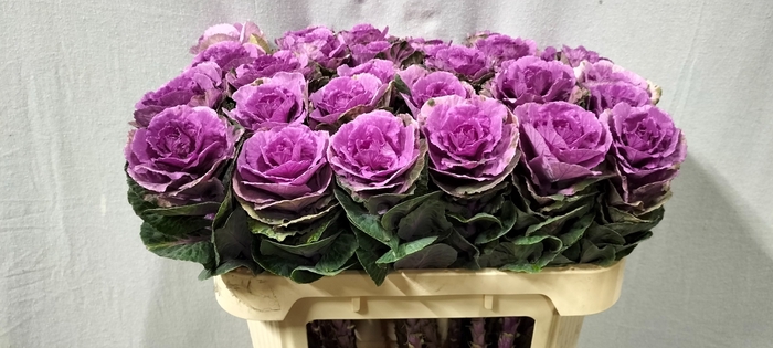 <h4>BRASS EMPIRE OLGA</h4>