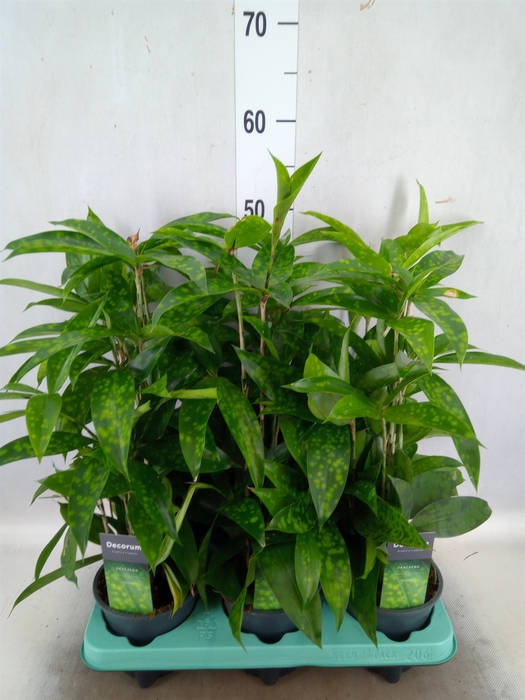 Dracaena surculosa