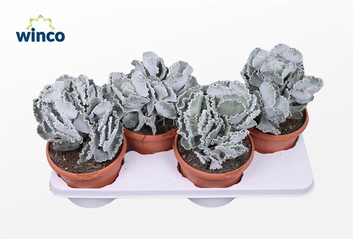 Cotyledon Undulata (group)