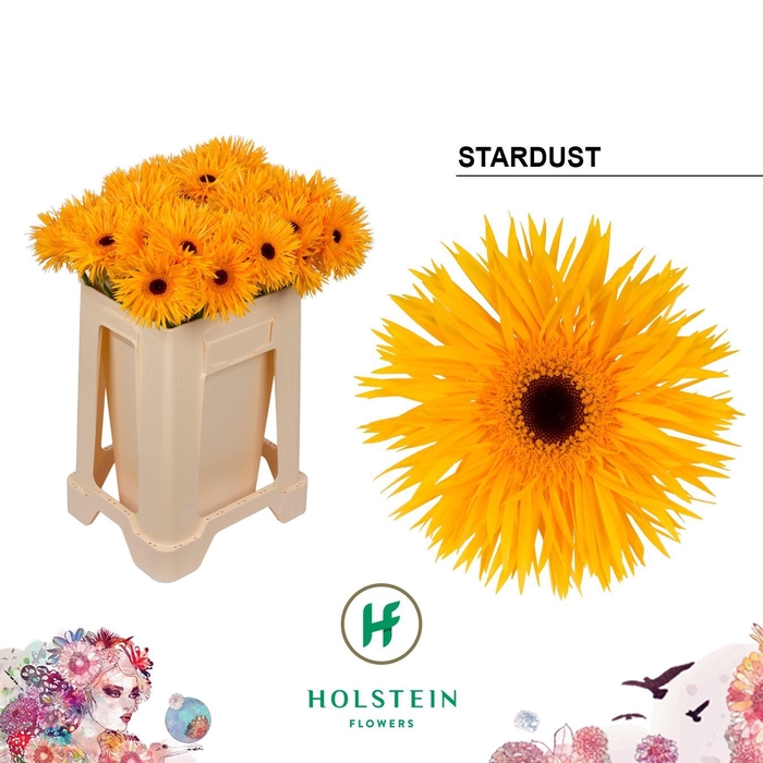 <h4>GE GS GERSP STARDUST</h4>