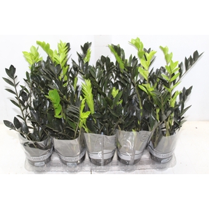 ZAMIOCULCAS DARK ZAMICRO P11