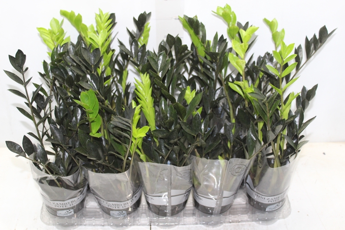 <h4>ZAMIOCULCAS DARK ZAMICRO P11</h4>