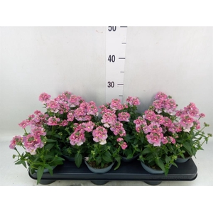 Nemesia  'Nuvo Rose'