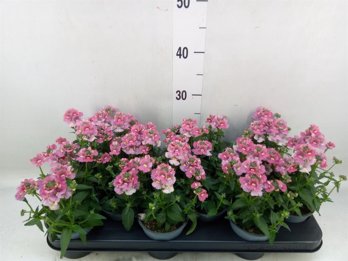 <h4>Nemesia  'Nuvo Rose'</h4>