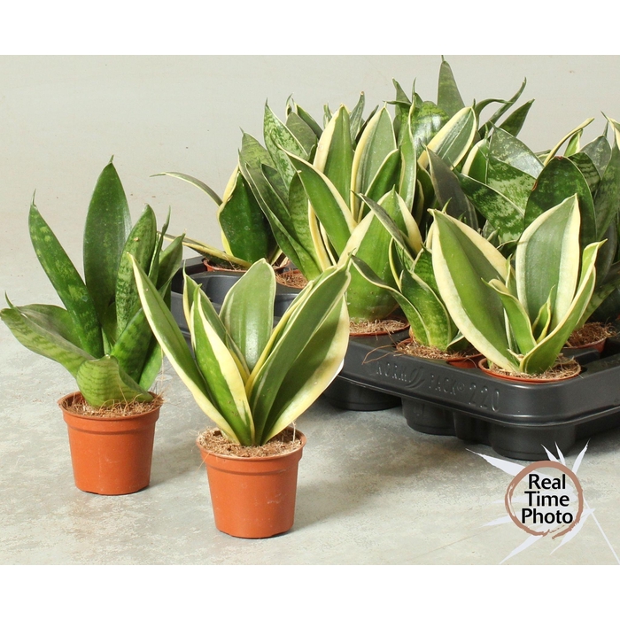 <h4>SANSEV TRIFASCIA  OV</h4>