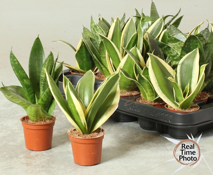 SANSEV TRIFASCIA  OV