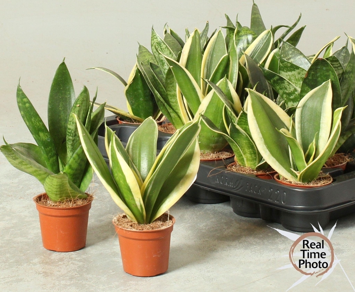 <h4>SANSEV TRIFASCIA  OV</h4>