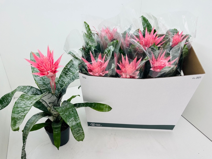 <h4>AECH FAS PRIMERA</h4>