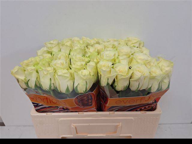 <h4>R Gr Pegasso</h4>