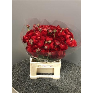 Ran Suc 1st Red Valentino