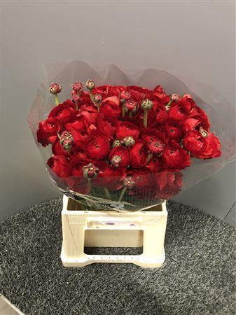 <h4>Ran Suc 1st Red Valentino</h4>