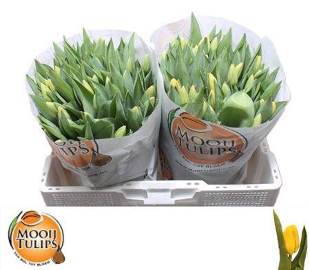 <h4>Tu En Novi Sun</h4>